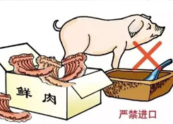 非洲豬瘟防控，你需要知道的在這里！