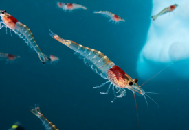 跨境進(jìn)口保健品魚油OUT了？磷蝦油成為進(jìn)口保健品市場(chǎng)紅利新寵