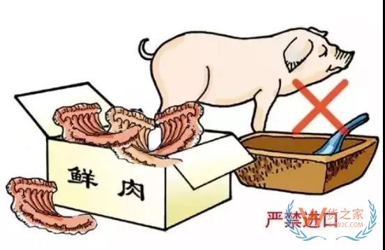 非洲豬瘟防控，你需要知道的在這里！貨之家