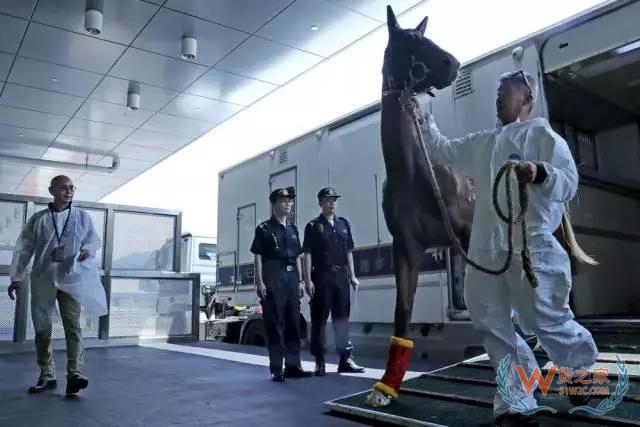廣州海關：推動粵港澳跨境物流通道“物暢其流”-貨之家