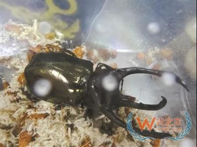 廣州海關(guān)連續(xù)截獲3批外來物種活體甲蟲，大連海關(guān)截獲66噸禁止入境固體廢物—貨之家