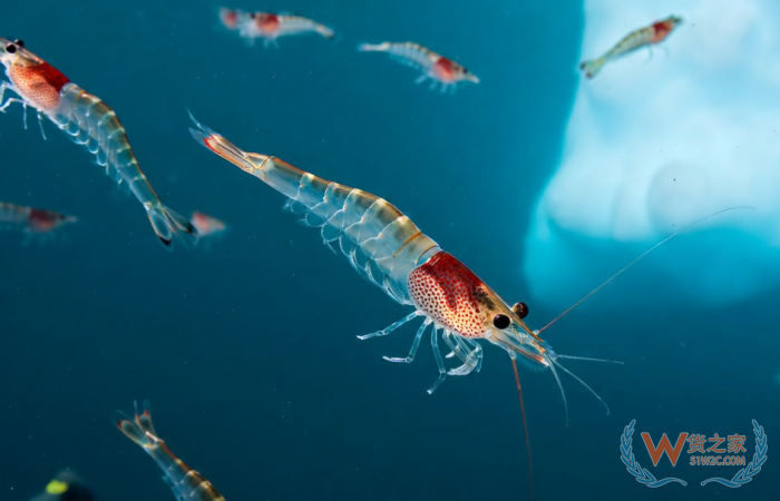 跨境進口保健品魚油OUT了？磷蝦油成為進口保健品市場紅利新寵